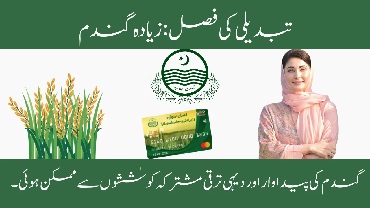 Harvesting Change: The Grow More Wheat Journey