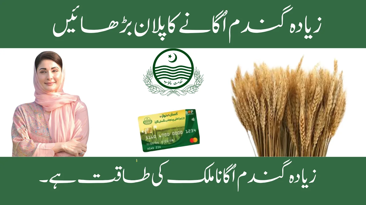 Grow More Wheat Program