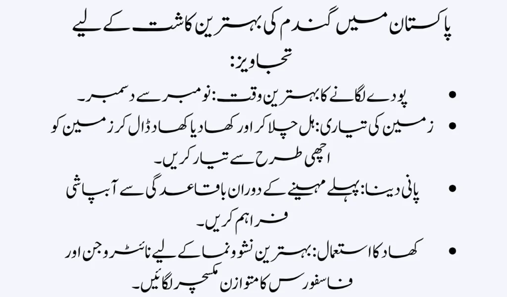 50 KG Certified Wheat Seed – Only Rs. 5,500!