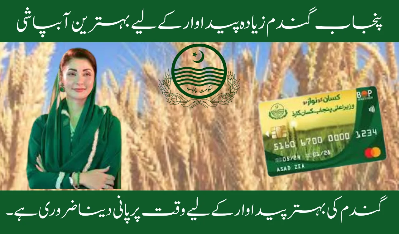 Punjab Wheat 2025–26 Optimal Irrigation for Higher Yield